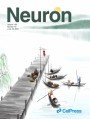 Neuron