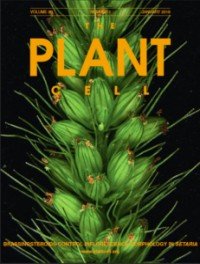 Plant Cell